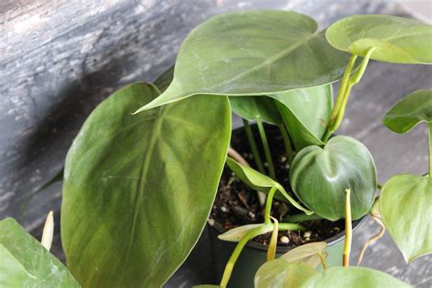 heart leaf philodendron light requirements